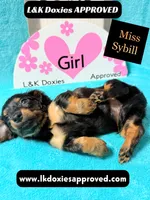 Miss Sybil 785-821-1920, a female Miniature Dachshund for sale in Arapahoe, CO – 3 of 10