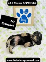 Mr Croissant 785-821-1920 LH, a male Miniature Dachshund for sale in Arapahoe, CO – 7 of 10