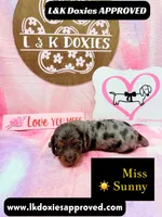 Miss Sunny ☀️ Dapple, a female Miniature Dachshund for sale in Arapahoe, CO – 6 of 10