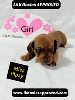 Miss Pipsy  text 785-821-1920 SH, a female Miniature Dachshund for sale in Arapahoe, CO – 8 of 9