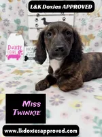 Miss Twinkie, a female Miniature Dachshund for sale in Arapahoe, CO – 2 of 10