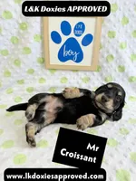 Mr Croissant 785-821-1920 LH, a male Miniature Dachshund for sale in Arapahoe, CO – 9 of 10