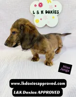 Miss Janga LH, a female Miniature Dachshund for sale in Arapahoe, CO – 5 of 10