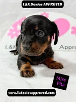 Miss Pita call 785-821-1920, a female Miniature Dachshund for sale in Arapahoe, CO – 4 of 10