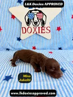 Miss Jakelti, a female Miniature Dachshund for sale in Arapahoe, CO – 2 of 9