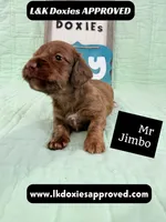 Mr Jimbo 785-821-1920 LH , a male Miniature Dachshund for sale in Arapahoe, CO – 3 of 10