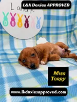 Miss Torry, a female Miniature Dachshund for sale in Arapahoe, CO – 2 of 10