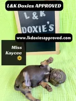 Miss Kaycee 785-821-1920, a female Miniature Dachshund for sale in Arapahoe, CO – 7 of 10
