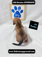 Mr Pumba 785-821-1920, a male Miniature Dachshund for sale in Arapahoe, CO – 8 of 10