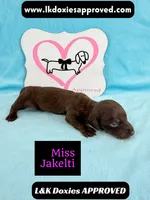 Miss Jakelti ❤️, a female Miniature Dachshund for sale in Arapahoe, CO – 3 of 10
