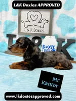 Mr Kantor 785-821-1920, a male Miniature Dachshund for sale in Arapahoe, CO – 10 of 10