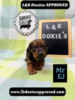 Mr Ej NO MEREL GENE SH, a male Miniature Dachshund for sale in Arapahoe, CO – 2 of 10