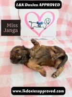 Miss Janga, a female Miniature Dachshund for sale in Arapahoe, CO – 5 of 10