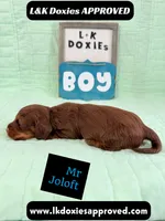 Mr Jollof 795-821-1920 LH, a male Miniature Dachshund for sale in Arapahoe, CO – 9 of 10