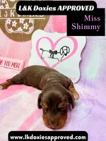Miss Shimmy, a female Miniature Dachshund for sale in Arapahoe, CO – 5 of 9