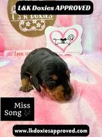Miss Song, a female Miniature Dachshund for sale in Arapahoe, CO – 1 of 10