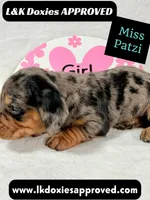 Miss Patzi DAPPLE text 785-821-1920, a female Miniature Dachshund for sale in Arapahoe, CO – 4 of 9