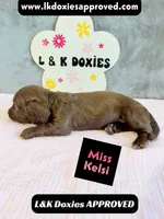Miss Kelsi 785-821-1920, a female Miniature Dachshund for sale in Arapahoe, CO – 3 of 10