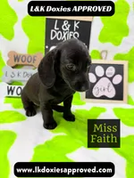 Miss Faith  785-821-1920, a female Miniature Dachshund for sale in Arapahoe, CO – 2 of 10