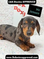 Mr Jenson 💙, a male Miniature Dachshund for sale in Arapahoe, CO – 4 of 10