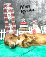 Miss Ryeah 785-821-1920, a female Dachshund for sale in Arapahoe, CO – 2 of 10