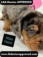 Miss Patzi DAPPLE text 785-821-1920, a female Miniature Dachshund for sale in Arapahoe, CO – 3 of 9