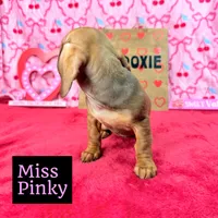 Miss Pinky 🩷, a female Miniature Dachshund for sale in Arapahoe, CO – Photo 2 of 10