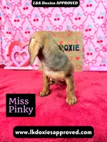 Miss Pinky, a female Miniature Dachshund for sale in Arapahoe, CO – Photo 2 of 10