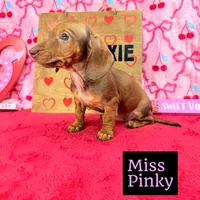 Miss Pinky 🩷, a female Miniature Dachshund for sale in Arapahoe, CO – Photo 4 of 10