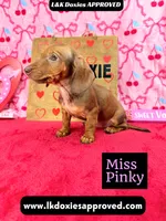 Miss Pinky, a female Miniature Dachshund for sale in Arapahoe, CO – Photo 4 of 10