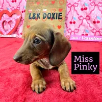 Miss Pinky 🩷, a female Miniature Dachshund for sale in Arapahoe, CO – Photo 10 of 10