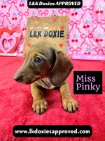 Miss Pinky, a female Miniature Dachshund for sale in Arapahoe, CO – Photo 10 of 10