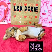 Miss Pinky 🩷, a female Miniature Dachshund for sale in Arapahoe, CO – Photo 6 of 10
