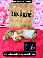 Miss Pinky, a female Miniature Dachshund for sale in Arapahoe, CO – Photo 6 of 10