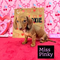 Miss Pinky 🩷, a female Miniature Dachshund for sale in Arapahoe, CO – Photo 9 of 10