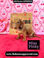 Miss Pinky, a female Miniature Dachshund for sale in Arapahoe, CO – Photo 9 of 10