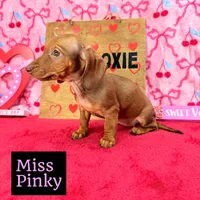 Miss Pinky 🩷, a female Miniature Dachshund for sale in Arapahoe, CO – Photo 3 of 10