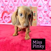Miss Pinky 🩷, a female Miniature Dachshund for sale in Arapahoe, CO – Photo 7 of 10