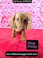 Miss Pinky, a female Miniature Dachshund for sale in Arapahoe, CO – Photo 7 of 10