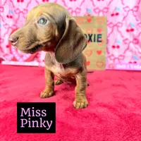Miss Pinky 🩷, a female Miniature Dachshund for sale in Arapahoe, CO – Photo 1 of 10