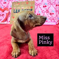 Miss Pinky 🩷, a female Miniature Dachshund for sale in Arapahoe, CO – Photo 8 of 10