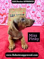 Miss Pinky, a female Miniature Dachshund for sale in Arapahoe, CO – Photo 8 of 10