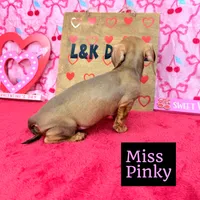 Miss Pinky 🩷, a female Miniature Dachshund for sale in Arapahoe, CO – Photo 5 of 10