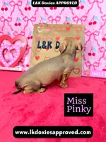 Miss Pinky, a female Miniature Dachshund for sale in Arapahoe, CO – Photo 5 of 10