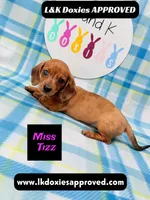 Miss Tizz, a female Miniature Dachshund for sale in Arapahoe, CO – 10 of 10