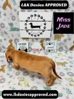 Miss Jade Dapple 🩷, a female Miniature Dachshund for sale in Arapahoe, CO – 8 of 8