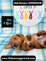 Mr T Rex, a male Miniature Dachshund for sale in Arapahoe, CO – 10 of 10