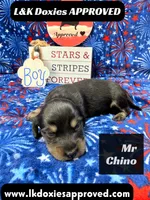 Mr Chino, a male Miniature Dachshund for sale in Arapahoe, CO – 2 of 8
