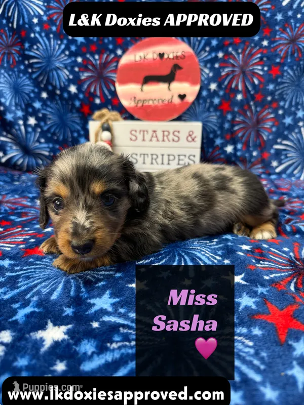 Miss Sasha  – Miniature Dachshund puppy for sale in Arapahoe, CO
