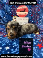Miss Sasha , a female Miniature Dachshund for sale in Arapahoe, CO – 1 of 10